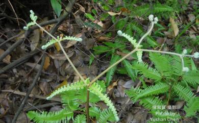 Dicranopteris linearis (Burm.f.) Underw. 芒萁