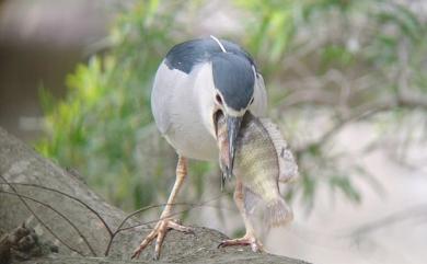 Nycticorax nycticorax (Linnaeus, 1758) 夜鷺