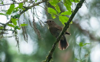 Myiomela leucura montium Swinhoe, 1864 白尾鴝