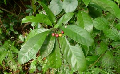 Psychotria rubra Poir. 九節木