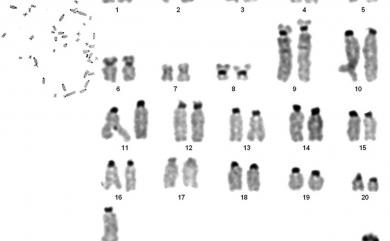 Rattus losea (Swinhoe, 1871) 小黃腹鼠