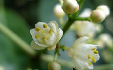 Turpinia ternata 三葉山香圓