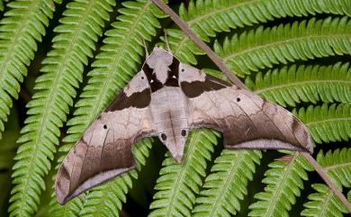 Ambulyx japonica angustifasciata (Okano, 1959) 黑帶鷹翅天蛾