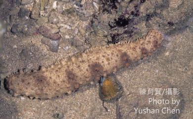 Holothuria fuscocinerea Jaeger, 1833 棕環參