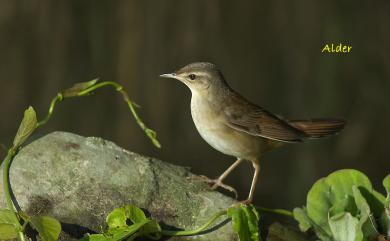 Locustella ochotensis ochotensis (Middendorff, 1853) 北蝗鶯(指名亞種)