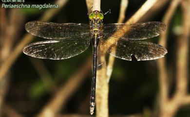 Periaeschna magdalena Martin, 1909 柱鋏晏蜓