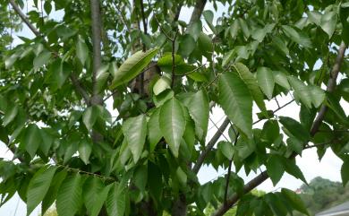 Zelkova serrata (Thunb.) Makino 櫸