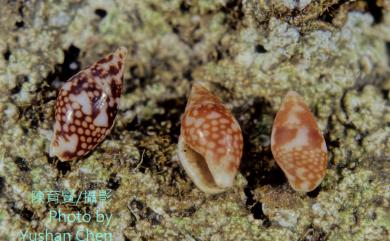 Pardalinops testudinaria (Link, 1807) 麥螺