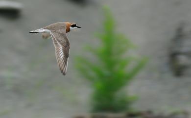 Charadrius mongolus stegmanni Portenko, 1939 蒙古鴴(堪察加亞種)