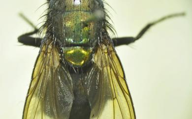 Isomyia pseudolucilia (Malloch, 1928) 偽綠同蠅