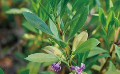 Myoporum bontioides (Siebold & Zucc.) A. Gray 苦藍盤