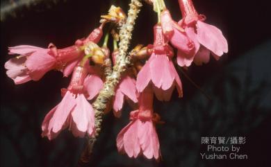 Prunus campanulata Maxim. 山櫻花