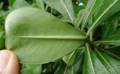 Adenium obesum (Forssk.) Roem. & Schult. 沙漠玫瑰