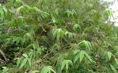 Callicarpa pilosissima Maxim. 細葉紫珠