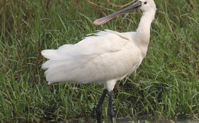 Platalea leucorodia Linnaeus, 1758 白琵鷺