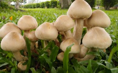 Macrocybe gigantea 巨大口蘑