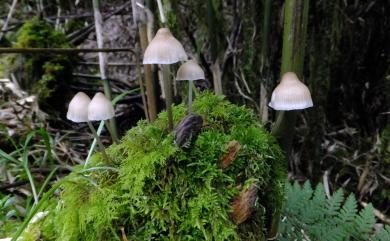 Mycena alcalina (Fr.) Kummer. 鹼味小菇