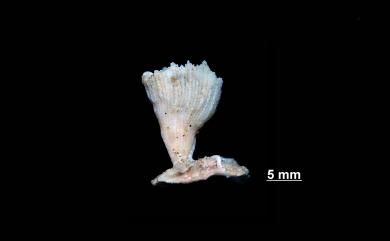 Balanophyllia imperialis Kent, 1871 強壯錐形珊瑚