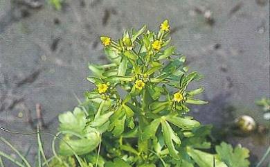 Ranunculus sceleratus L. 石龍芮