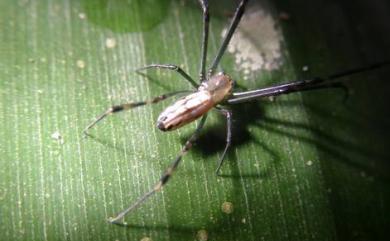 Leucauge tessellata (Thorell, 1887) 方格銀腹蛛