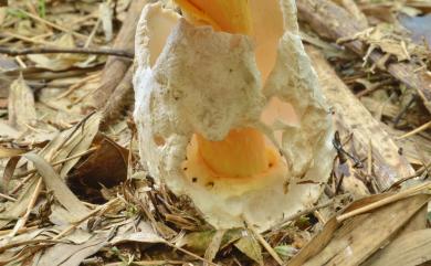 Amanita caesarea (Scop. Ex Fr.) Pers. 橙蓋鵝膏