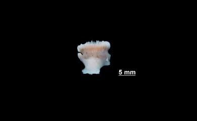 Trochocyathus cooperi (Gardiner, 1905) 葉片輪杯珊瑚