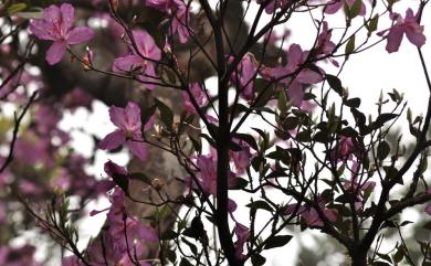 Rhododendron farrerae 丁香杜鵑