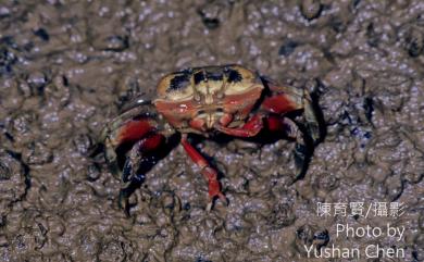 Tubuca arcuata (De Haan, 1835) 弧邊管招潮蟹