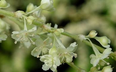 Fallopia multiflora 臺灣何首烏