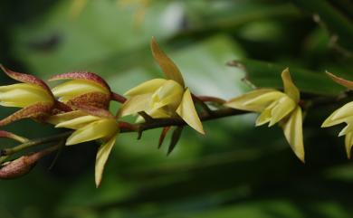 Eria gagnepainii 香港毛蘭