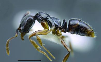 Pachycondyla luteipes (Mayr, 1862) 黃足短針蟻