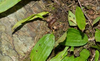 Pleione bulbocodioides (Franch.) Rolfe 臺灣一葉蘭