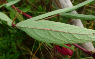 Hibiscus sabdariffa L. 洛神葵