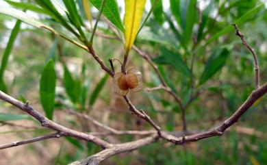 Dodonaea viscosa 車桑子