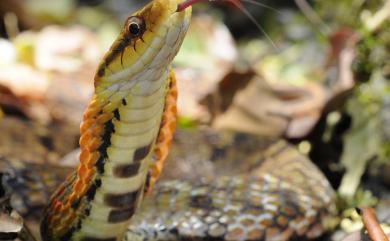 Pseudoxenodon stejnegeri 史丹吉氏斜鱗蛇