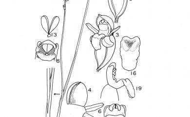 Microtis unifolia 韭葉蘭