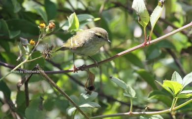 Phylloscopus inornatus (Blyth, 1842) 黃眉柳鶯