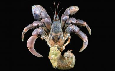 Coenobita rugosus Milne-Edwards, 1837 皺紋陸寄居蟹