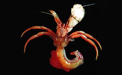 Sympagurus planimanus (de Saint Laurent, 1972) 平螯同寄居蟹