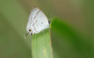 Sinthusa chandrana kuyaniana 閃灰蝶