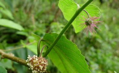 Broussonetia monoica Hance 小構樹