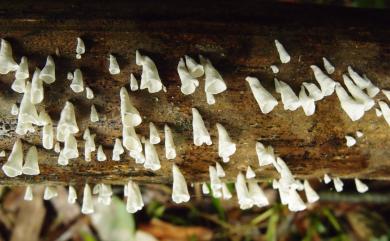 Calyptella capula (Holmsk. ex Pers.) Quèl. 掛鐘菌