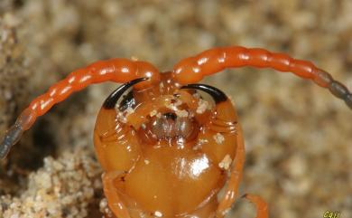 Scolopendra multidens Newport, 1844 多棘蜈蚣