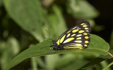 Delias lativitta formosana Matsumura, 1909 條斑豔粉蝶