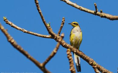 Motacilla tschutschensis macronyx 東方黃鶺鴒