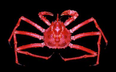 Lithodes turritus Ortmann, 1892 塔形石蟹