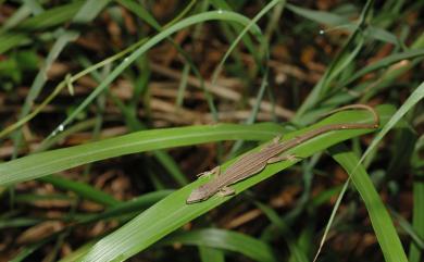 Takydromus formosanus Boulenger, 1894 臺灣草蜥