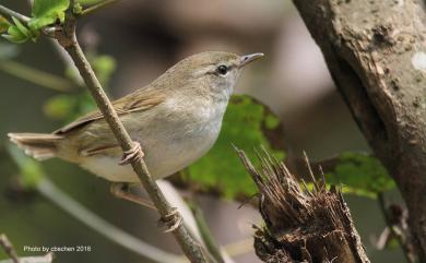 Urosphena squameiceps (Swinhoe, 1863) 短尾鶯