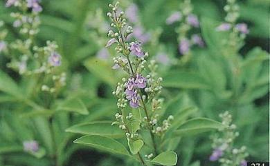 Vitex trifolia L. 三葉埔姜