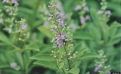 Vitex trifolia 三葉蔓荊